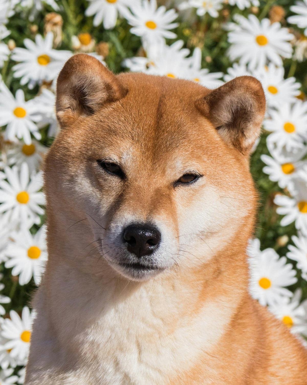Custom Pet Art: Japanese Ukiyo-e Style - Dog Portrait