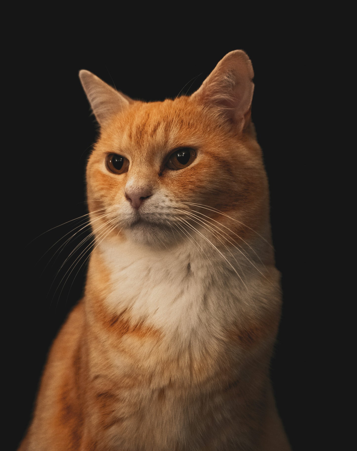 Custom Art: Klimt-style Cat Portrait