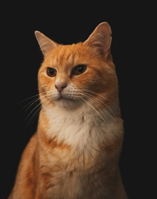 Custom Art: Klimt-style Cat Portrait
