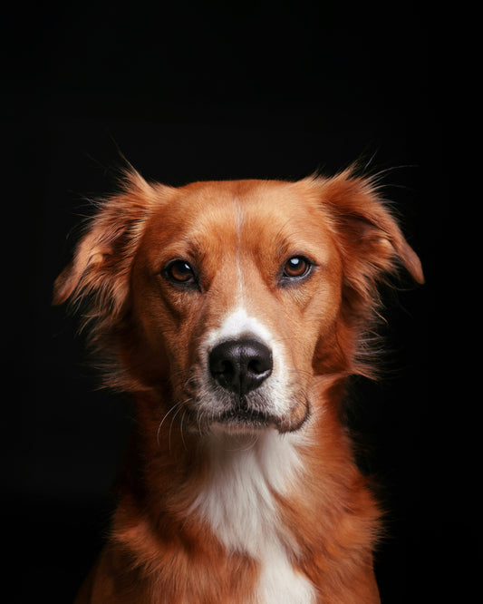 Custom Pet Art: Klimt-style Dog Portrait