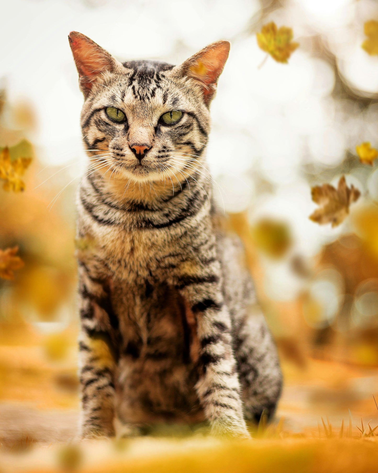 Custom Art: Wildflower Halo Feline Radiance