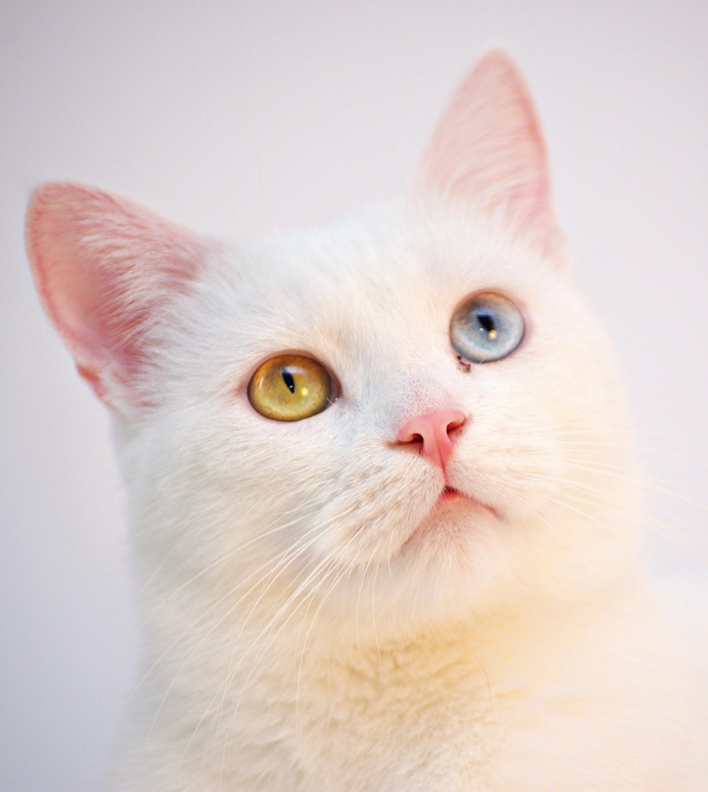 Custom Cat Watercolor: Behind the Wall