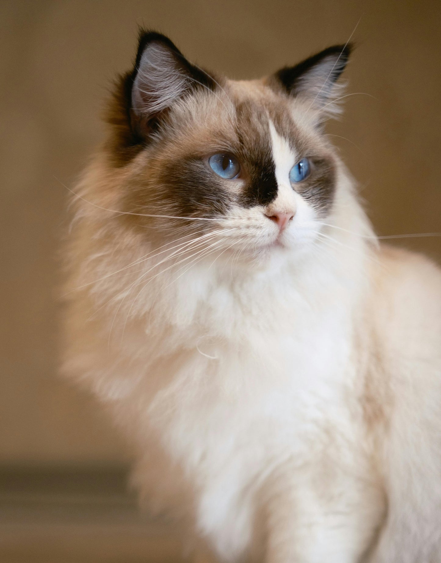 Custom Cat Watercolor: Lunar Blossom