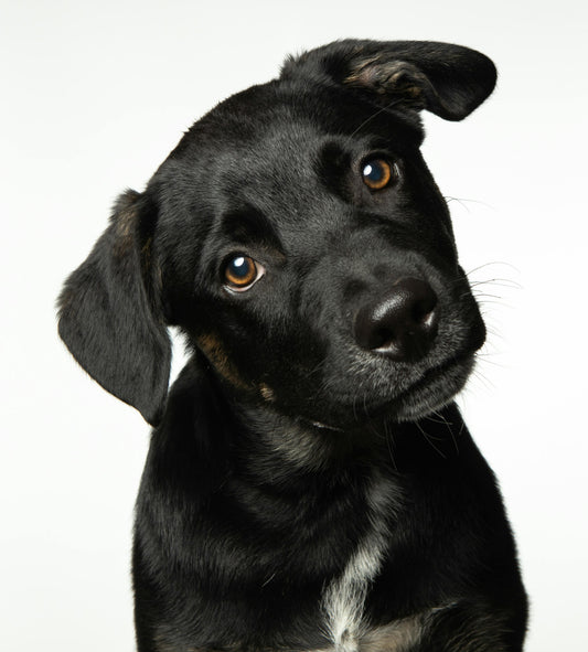 Custom Art: WPAP-style Dog Portrait